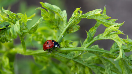 Fototapeta premium Ladybug on green leaf in natural garden
