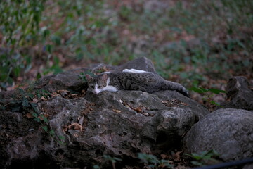 Fototapeta premium Selective Focus Shot of a Stray Street Cat Lying and Resting on a Natural Rock Outdoors