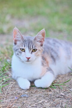 Selective Focus Close-Up Portrait of a Grey and White Stray Cat Lying on the Ground Outdoors