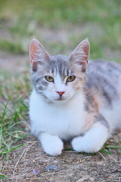 Selective Focus Close-Up Portrait of a Grey and White Stray Cat Lying on the Ground Outdoors
