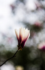 A beautiful magnolia flower in full bloom © Yf