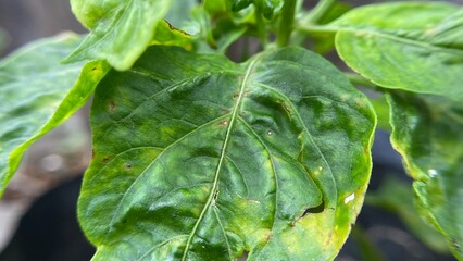 Diseased chili pepper plant leaf with spot damage macro © BungCu