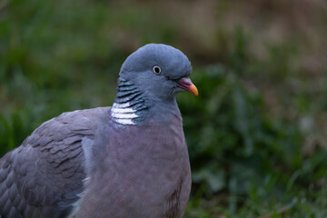 Wood pigeon (Columba palumbus) © Johannes Jensås