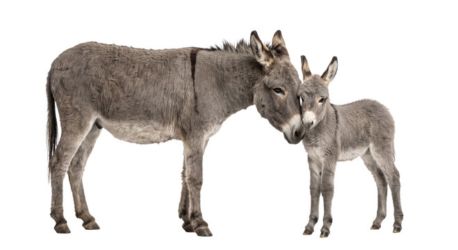 Mother and baby donkey nuzzling affectionately on a white background