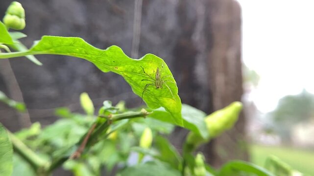 Fresh green chili peppers pile background