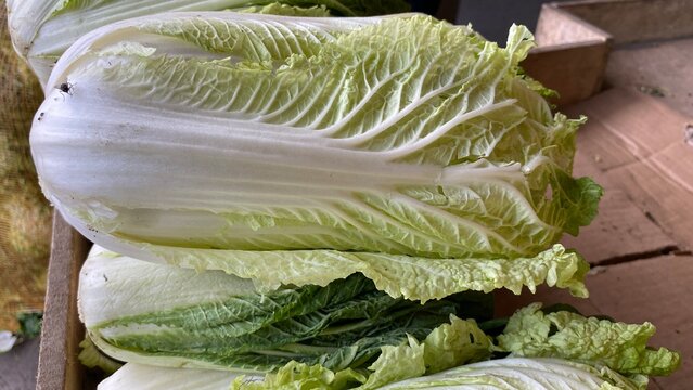Fresh Chinese cabbage head close up view