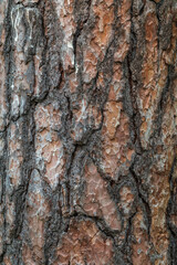Old wood pine bark texture or background. © Dmitrii Potashkin