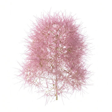 a single fluffy Cotinus coggygria (smoke tree) flower plume.