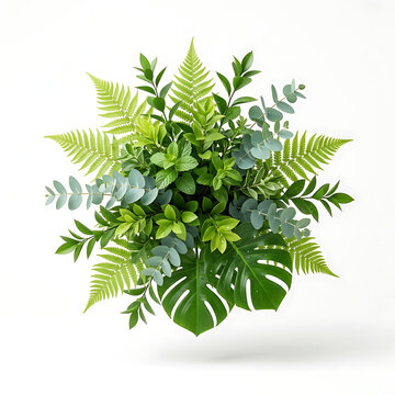 Lush Green Tropical Leaf Arrangement with Monstera Fern and Eucalyptus Isolated on White Background