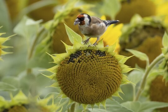 European goldfinch (Carduelis carduelis) adult garden bird feeding on sunflower plant seeds in summer, England, United Kingdom