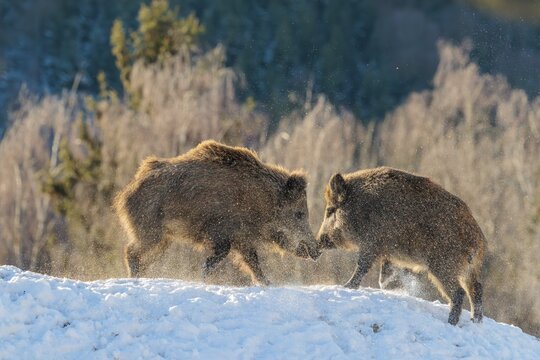 Two young wild boars (Sus scrofa) wrestle with each other in the backlight of the sun in a clearing. Their raised dorsal crests glow in the light. Bavaria, Germany