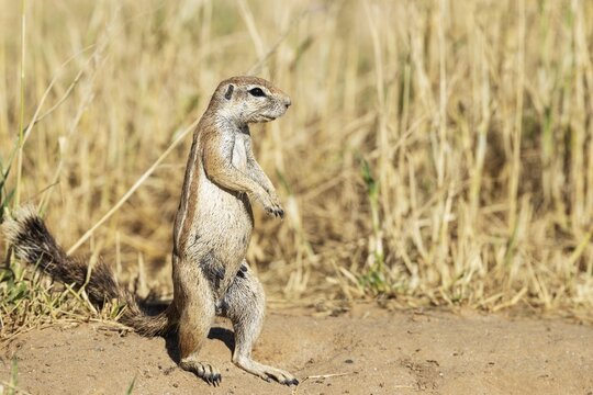 Cape Ground Squirrel (Xerus inauris). Female. Kalahari Desert, Kgalagadi Transfrontier Park, South Africa