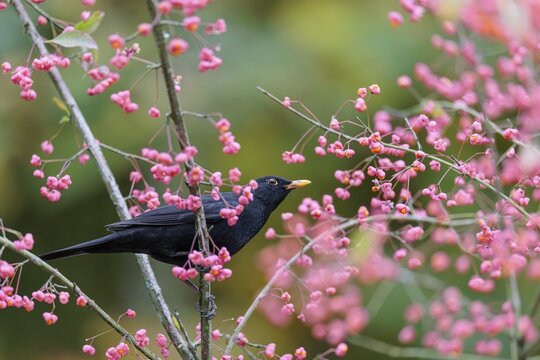 A common blackbird (Turdus merula) sits in a European spindle tree (Euonymus europaeus), and eats the fruit