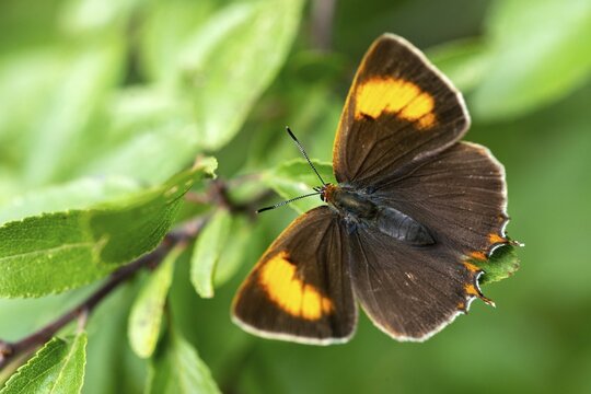 Birch tip, kidney spot, thecla betulae, brown hairstreak, butterfly, female, insects, butterfly, butterflies, butterflies, female