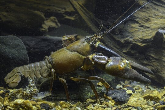 American crayfish, astacoid, astacus leniusculus, crayfish, Californian crayfish, pacifastacus leniusculus, signal crayfish