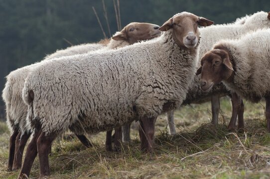 Artiodactyla, Coburg fox sheep, domestic sheep, even-toed ungulate, domestic sheep, Ovis Gmelini aries sspec.4, cloven-hoofed, domesticated animals, extensive grazing, pet, mammals, sheep, sheep, mammals, wild pastures