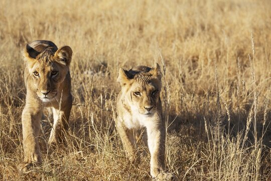 Lion (Panthera leo). Different aged cubs. Kalahari Desert, Kgalagadi Transfrontier Park, South Africa