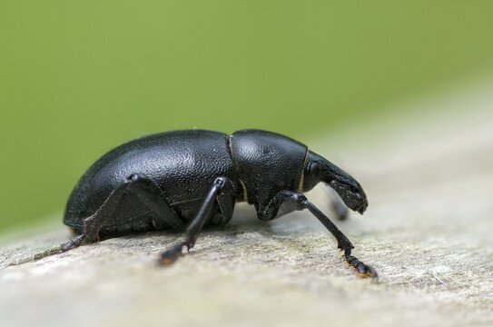 Carrot weevil, curculionidae, chervil weevils, liparus coronatus, weevils, beetles, coleoptera, insects, beetles