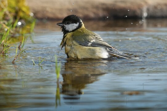 Great tit, great tit, parus major, bath, bird bath, birds, tit, passeri, songbirds, songbirds, tits, potions, birdbath, birds, watering place