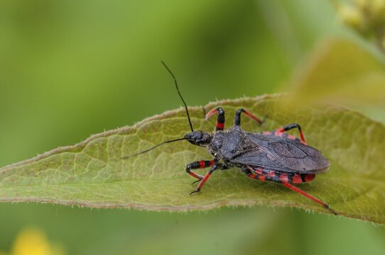 Ringed murder bug, heteroptera, murder bug, red-banded assassin bug, reduviidae, rhinocoris annulatus, rhynocoris annulatus, insects, predatory bugs, bedbugs
