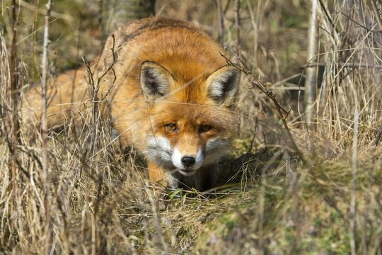 Carnivora, predators, red fox, vulpes vulpes, fox, mammals, raptors, mammals, mammals
