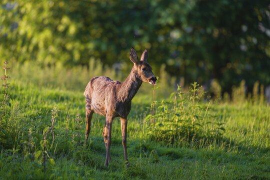A female roe deer (Capreolus capreolus) stands in a meadow at a forest edge in the first light of the day