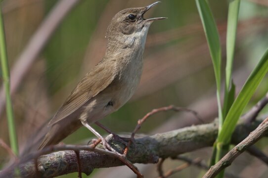 Locustella luscinioides, cane swirl, Savi's warbler, birds, song, passeri, singing, songbirds, birds