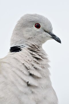 Eurasian Collared Dove (Streptopelia decaocto), portrait, Fuerteventura, Canary Islands, Spain
