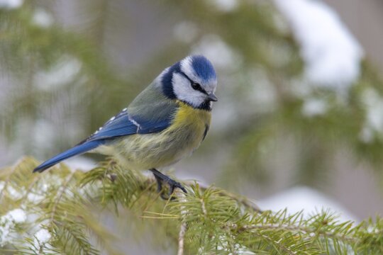 Blue tit, parus caeruleus, birds, tit, passeri, snow, songbirds, snow, songbirds, tits, birds, winter