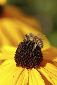 European honey bee (Apis mellifera), collecting nectar from a flower of yellow coneflower (Echinacea paradoxa), Wilden, North Rhine-Westphalia, Germany