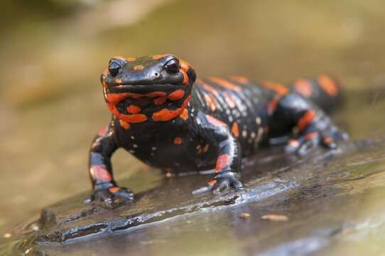 Fire salamander, salamandra salamandra, amphibians, amphibians, caudata, amphibians, amphibians, red, tail amphibians