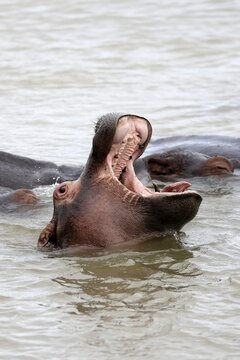 Hippopotamus (Hippopotamus amphibius), adult, in the water, yawning, menacing, portrait, iSimangaliso Wetland Park, KwaZulu-Natal, South Africa