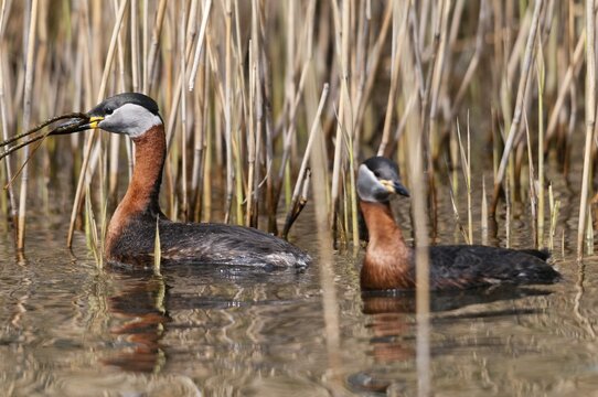 Podiceps grisegena, red-necked grebe, birds, grebe, grebe, nest-building, podicipedidae, divers, birds, waterbirds, waterbirds