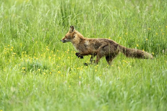 Red fox (Vulpes vulpes), fleeing, Vulkaneifel, Rhineland-Palatinate, Germany
