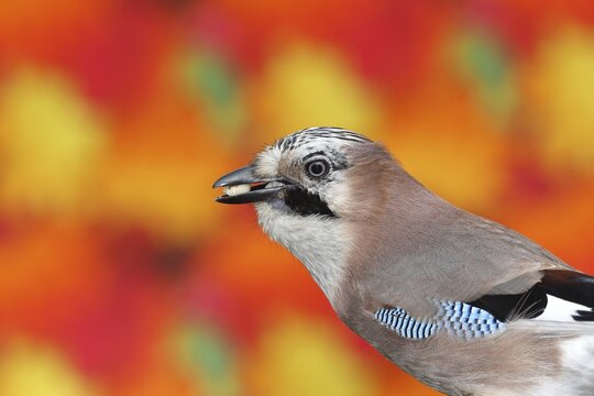 Eurasian jay (Garrulus glandarius), with food in its beak, animal portrait, in front of autumn leaves, Wilden, North Rhine-Westphalia, Germany