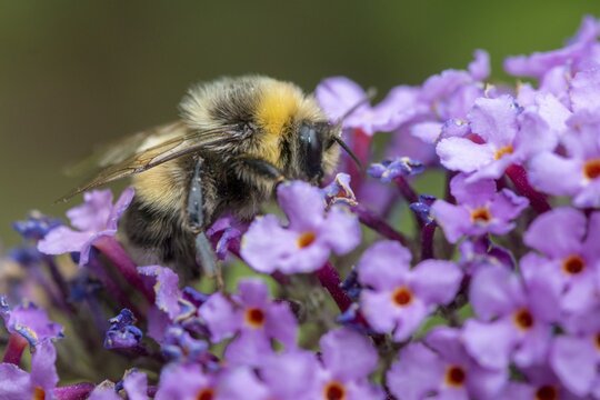 Apidae, bees, bombus lucorum, hymenoptera, insects, male, white-tailed bumblebee, hymenoptera, bumblebee, insects, male, white-tailed bumblebee