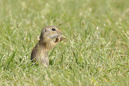 European ground squirrel (Spermophilus citellus) juvenile in a meadow, Burgenland Austria