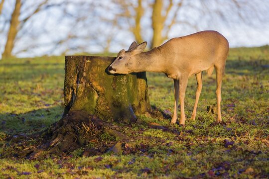 A male roe deer (Capreolus capreolus) nibbles moss from a tree stump at sunrise