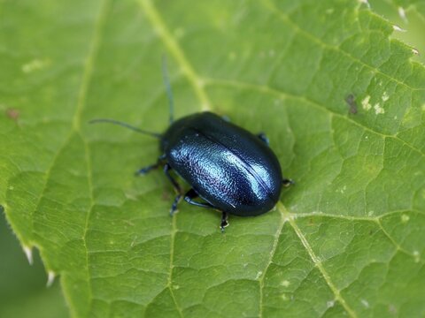 Close-up of a metallic-coloured beetle, the butterbur leaf beetle (Oreina cacaliae), on a green leaf, Goms, Canton of Valais, Switzerland