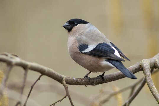 Bullfinch, Bullfinch, Pyrrhula Pyrrhula, Birds, Bullfinch, Female, Passeri, Songbirds, Birds, Female