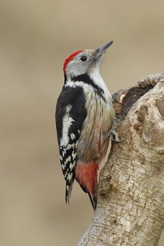 Middle spotted woodpecker (Dendrocopos medius) sitting at a water pot in a tree trunk, Animals, Birds, Woodpeckers, Wilnsdorf, North Rhine-Westphalia, Germany