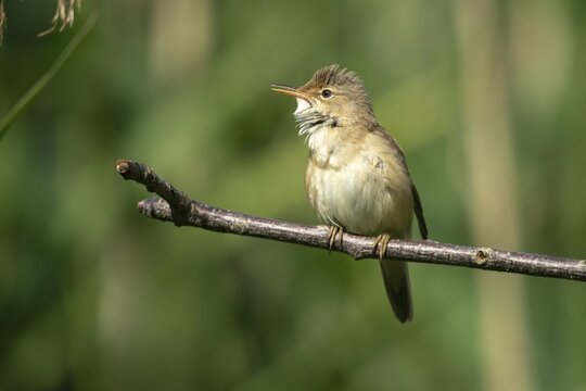 Acrocephalus scirpaceus, reed warbler, birds, passeri, songbirds, songbirds, birds, warblers