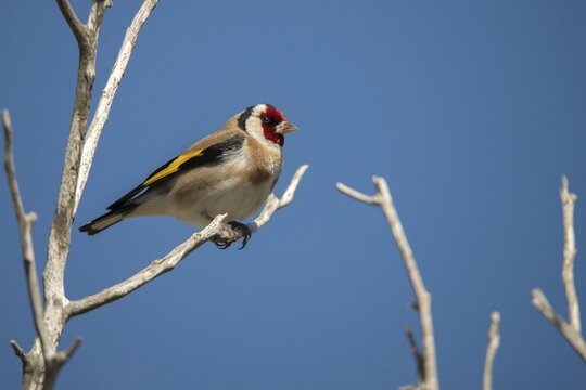 Carduelis Carduelis, Goldfinch, Granelli, Italy, Pantani Cuba and Longarini, Goldfinch, Migratory Bird Sanctuary, Pantani Cuba & Longarini Migratory Bird Sanctuary, Birds, Italy, Passeri, Songbirds, Sicily, Songbirds, Foundation for Biodiversity, Birds