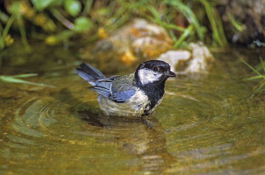 Great tit, great tit, parus major, bath, bird bath, birds, garden, tits, passeri, songbirds, tits, watering place, bird bath, birds, watering place