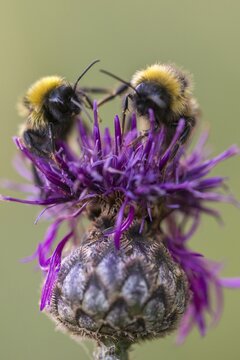 Apidae, bees, bombus hortorum, garden bumble bee, hymenoptera, garden bumblebee, high size, portrait format, bumblebee, insects, small garden bumblebee
