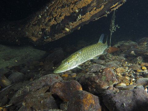 Pike (Esox lucius) at night under a sunken branch on rocky ground. Dive site Zollbr&uuml;cke, Rheinau, Canton Zurich, Rhine, High Rhine, Switzerland, Germany