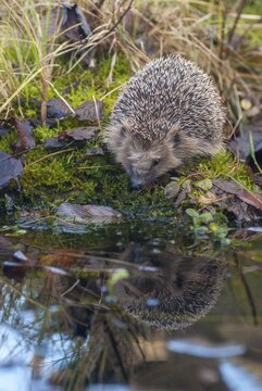 Erinaceus europaeus, hedgehog, insectivora, insectivora, insectivora, high size, portrait, mammals, prickly, mammals