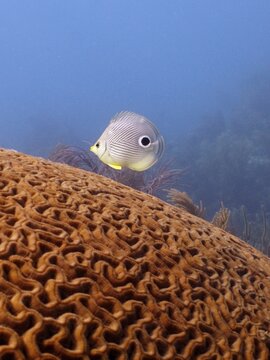 Four-eye butterflyfish (Chaetodon capistratus) over brain coral (Diploria labyrinthiformis), dive site John Pennekamp Coral Reef State Park, Key Largo, Florida Keys, Florida, USA