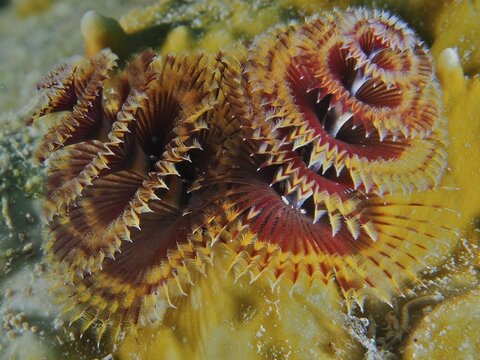 Close-up of colourful tubeworms, Christmas tree worm (Spirobranchus giganteus), in the reef. Dive site John Pennekamp Coral Reef State Park, Key Largo, Florida Keys, Florida, USA