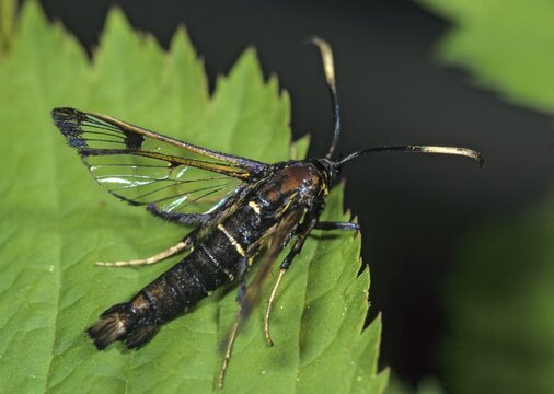 Large birch glass wing, synanthedon scoliaeform, synanthedon scoliaeformis, welsh clearwing, butterfly, insects, butterfly, butterflies